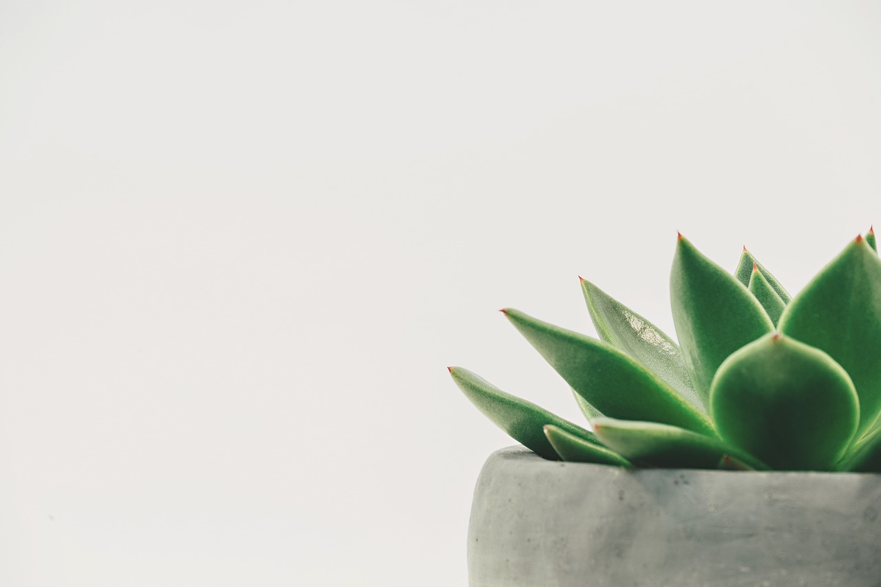 Groene plantenbak dempt geluid in kamer.