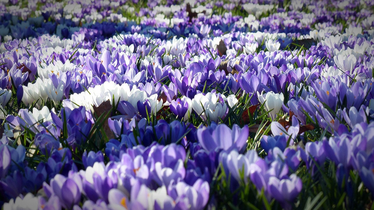 Vroege sneeuwklokjes bloeien tussen groene bladeren. Vroege sneeuwklokjes bloeien tussen groene bladeren.