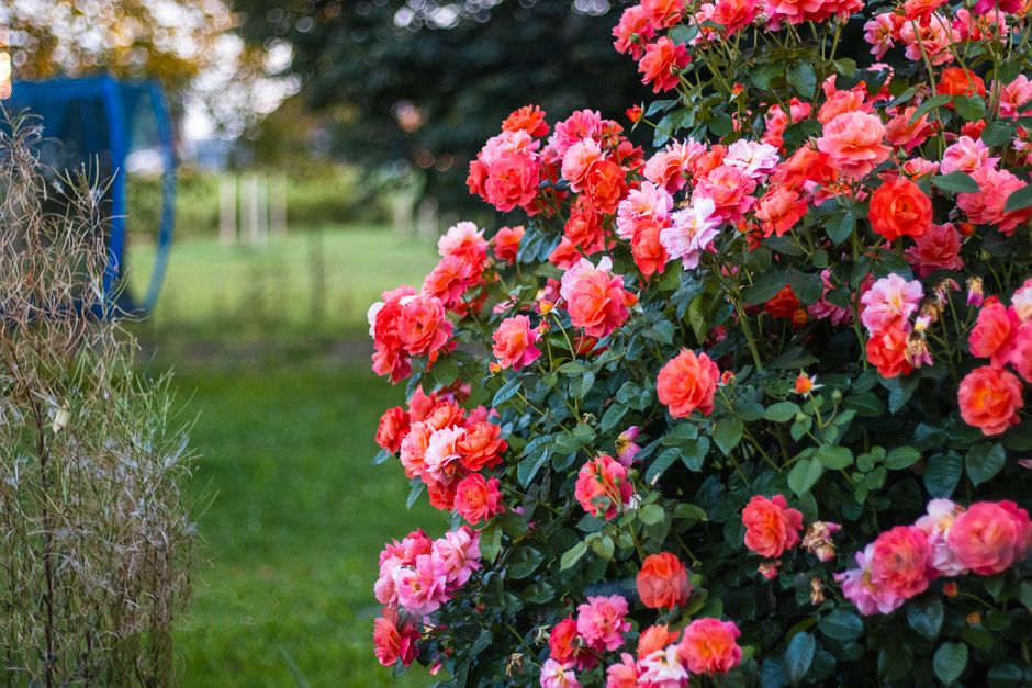 Een close-up van een klassieke roze roos. Een close-up van een klassieke roze roos.