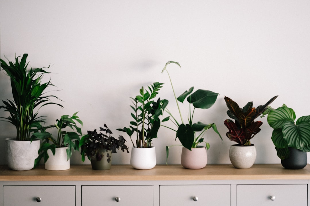Planten zorgen voor verkoeling in huis. Planten zorgen voor verkoeling in huis.