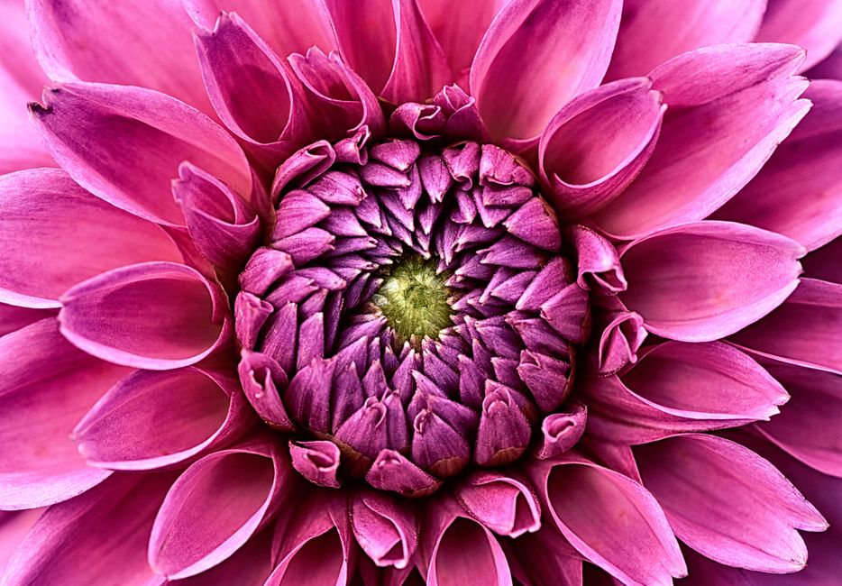 Dieproze dahlia's brengen kleur aan zomertuin. Dieproze dahlia's brengen kleur aan zomertuin.