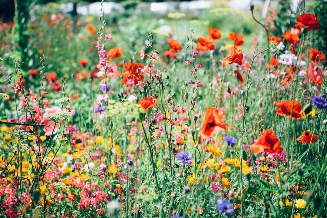 Vrolijke zonnebloemen in volle bloei in juli. Vrolijke zonnebloemen in volle bloei in juli.