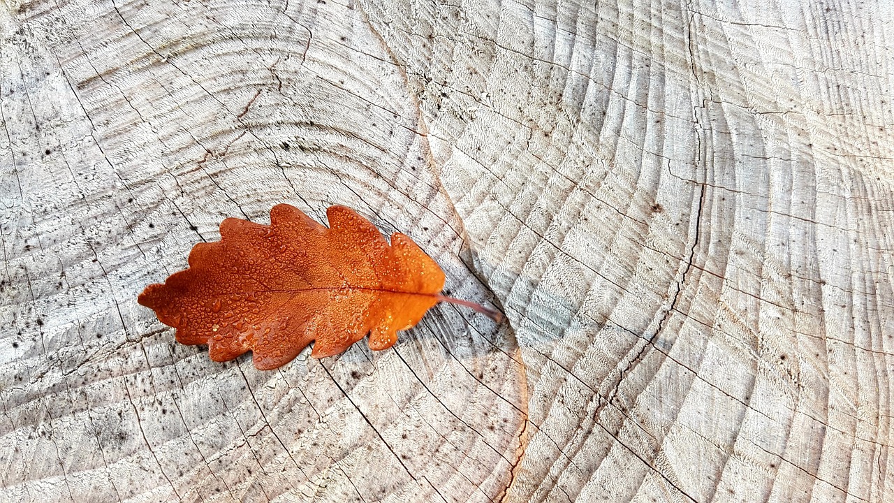 Subtiele herfstkransen benadrukken minimalistische raamstijl.