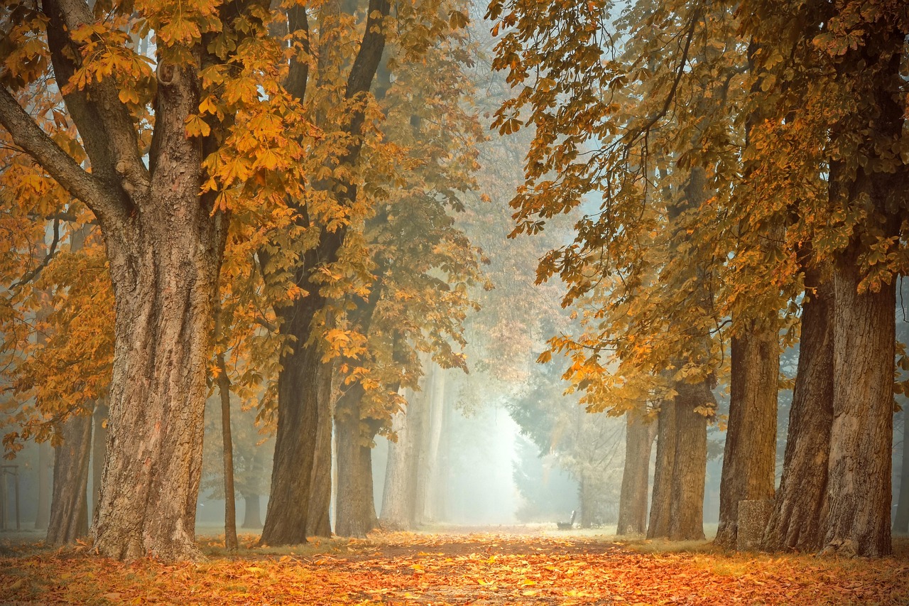 Elegante roedes met herfstbladerenpatroon gordijnen. Elegante roedes met herfstbladerenpatroon gordijnen.