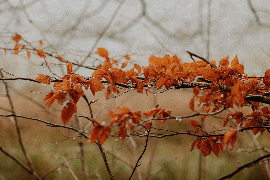 Gordijnrails met warme herfstgordijnen dicht. Gordijnrails met warme herfstgordijnen dicht.